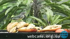Atlantic Rainforest Live Cam
