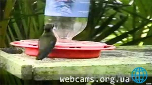Atlantic Rainforest Live Cam