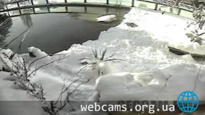 Penguin Webcam