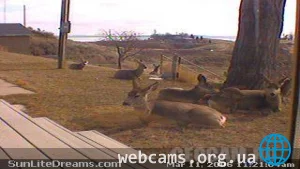 Веб-камера Fort Peck Lake