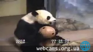 Giant Pandas