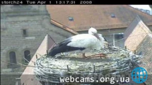 Гнездо аистов