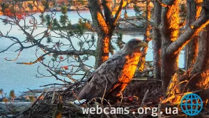 Webcam at the nest of white-tailed eagles on Smola island