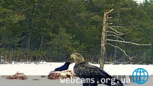 Веб-камера у гнезда орланов-белохвостов, парк Нижняя Кама, Татарстан